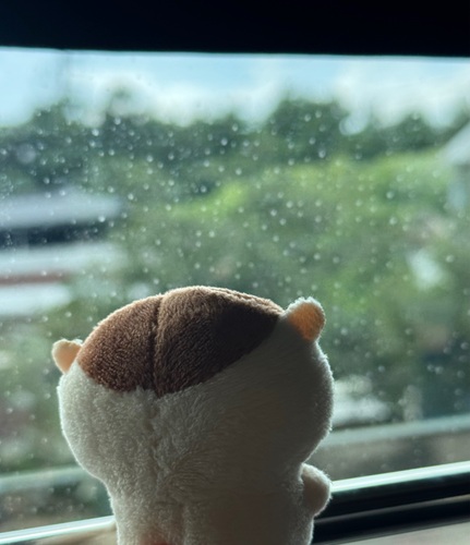 콜리 유저가 올린 이미지