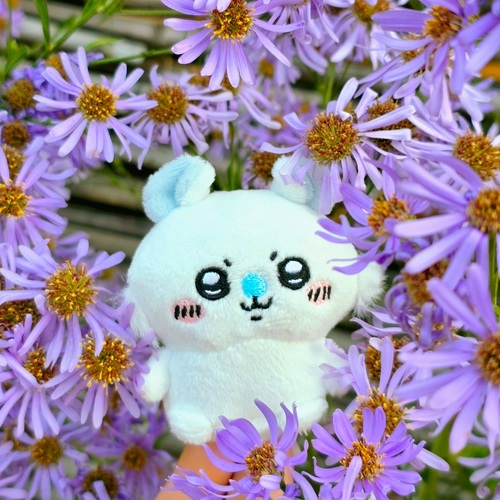 콜리 유저가 올린 이미지