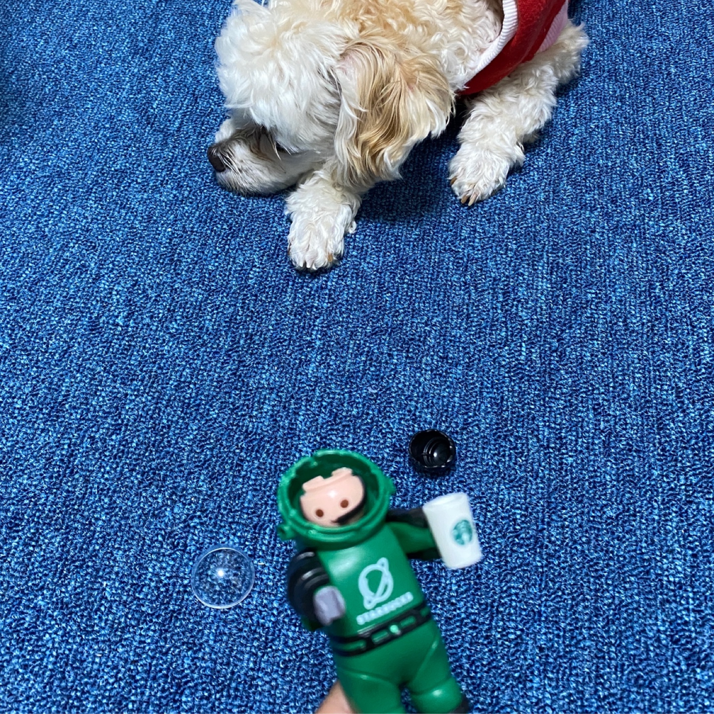 현장검거🐾