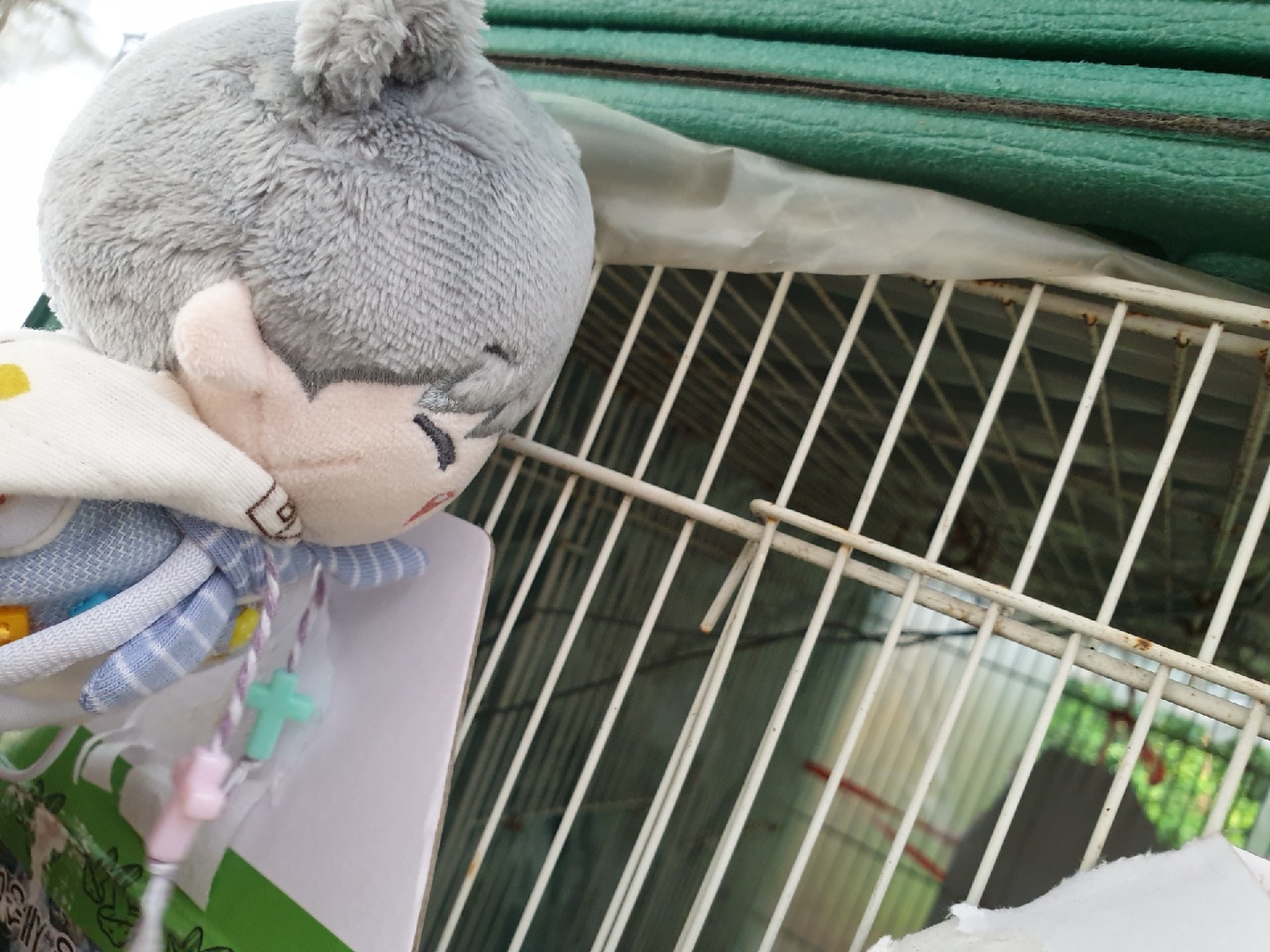 volans 홋이 구경하고 있는 게 무엇일까요??