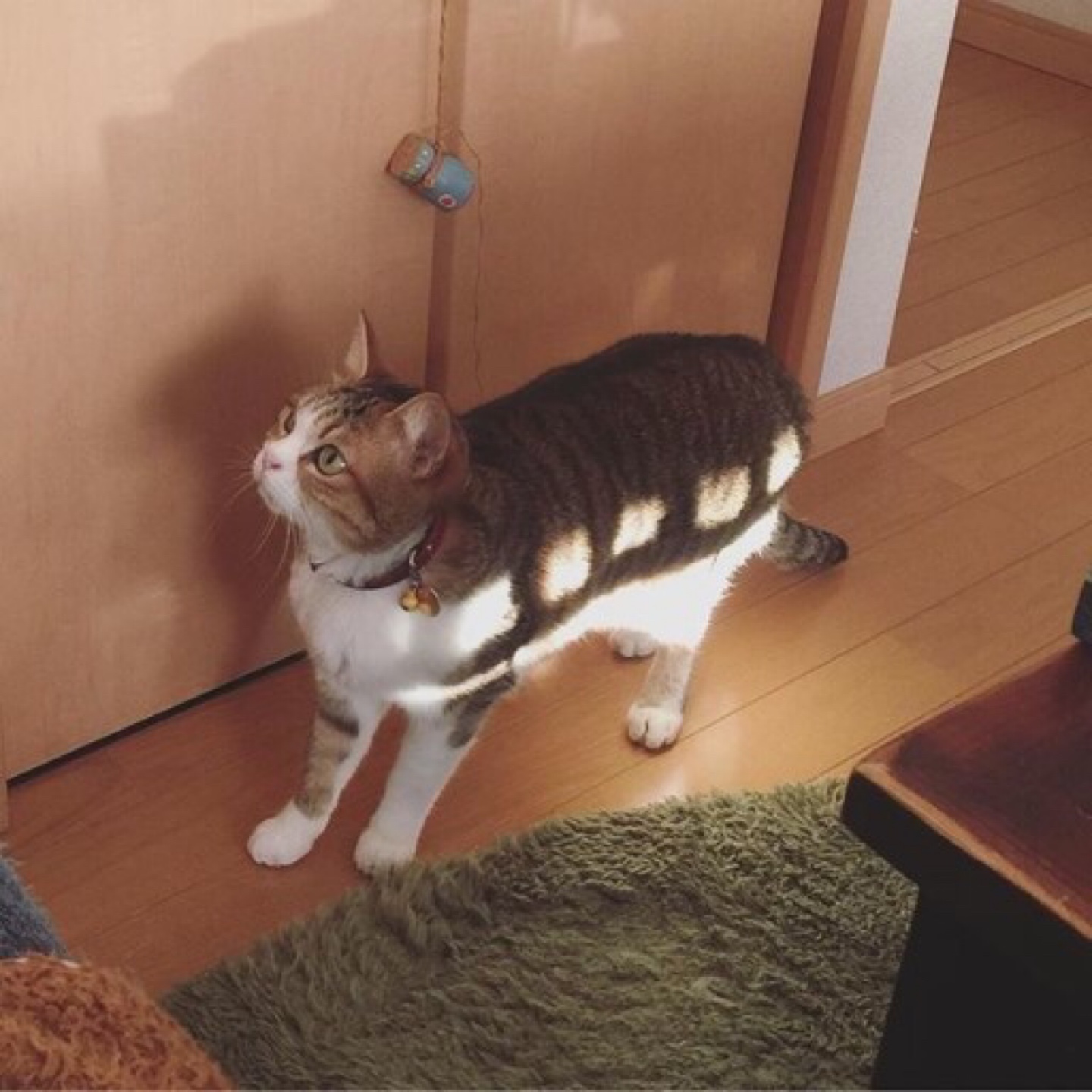 고양이버스 이벤트