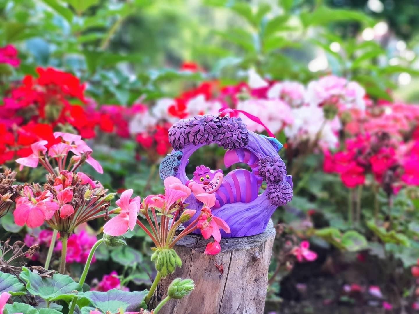 ⚘🏵🌻🌹체셔🌷🌼🌺🥀