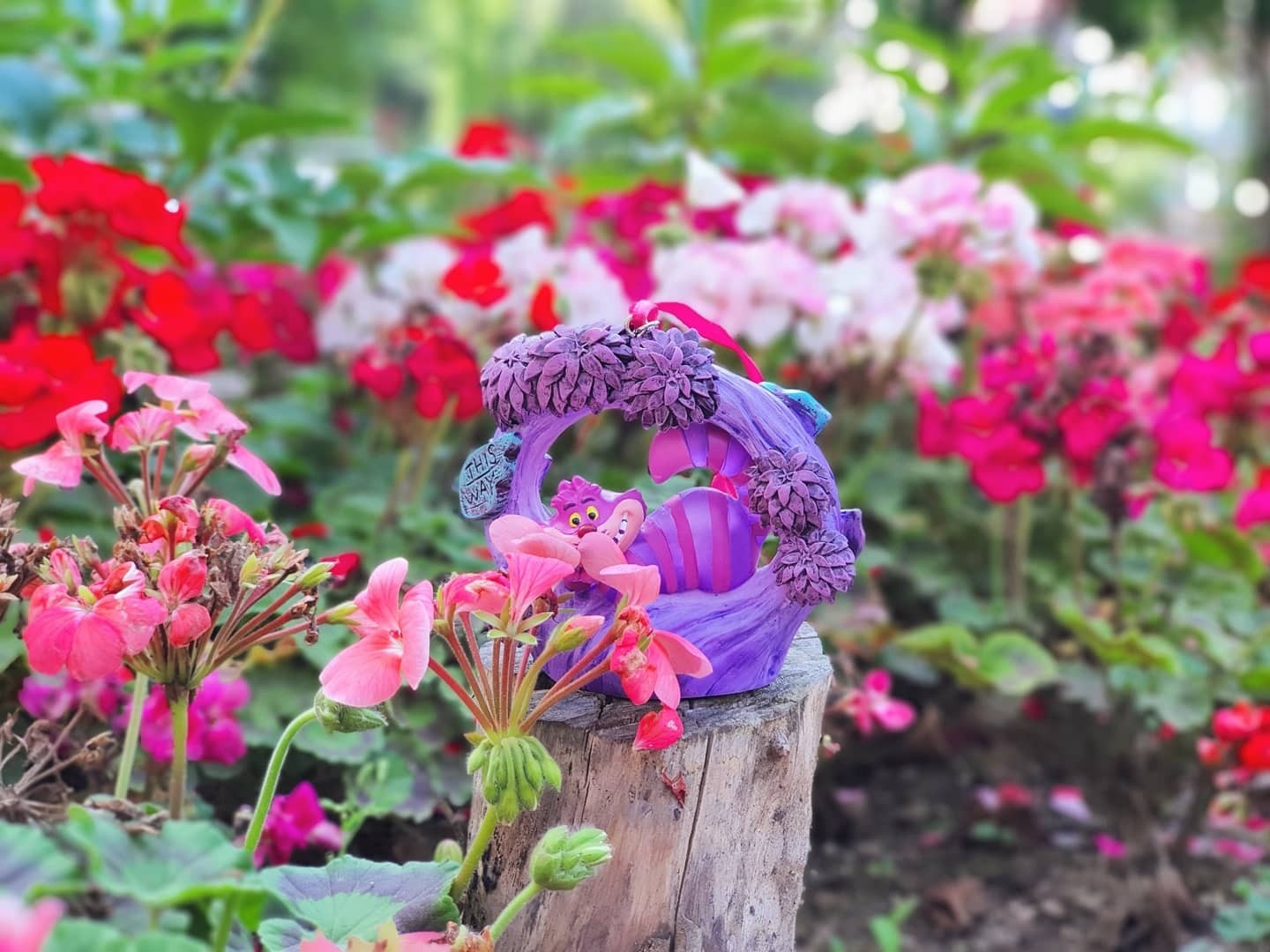 ⚘🏵🌻🌹체셔🌷🌼🌺🥀