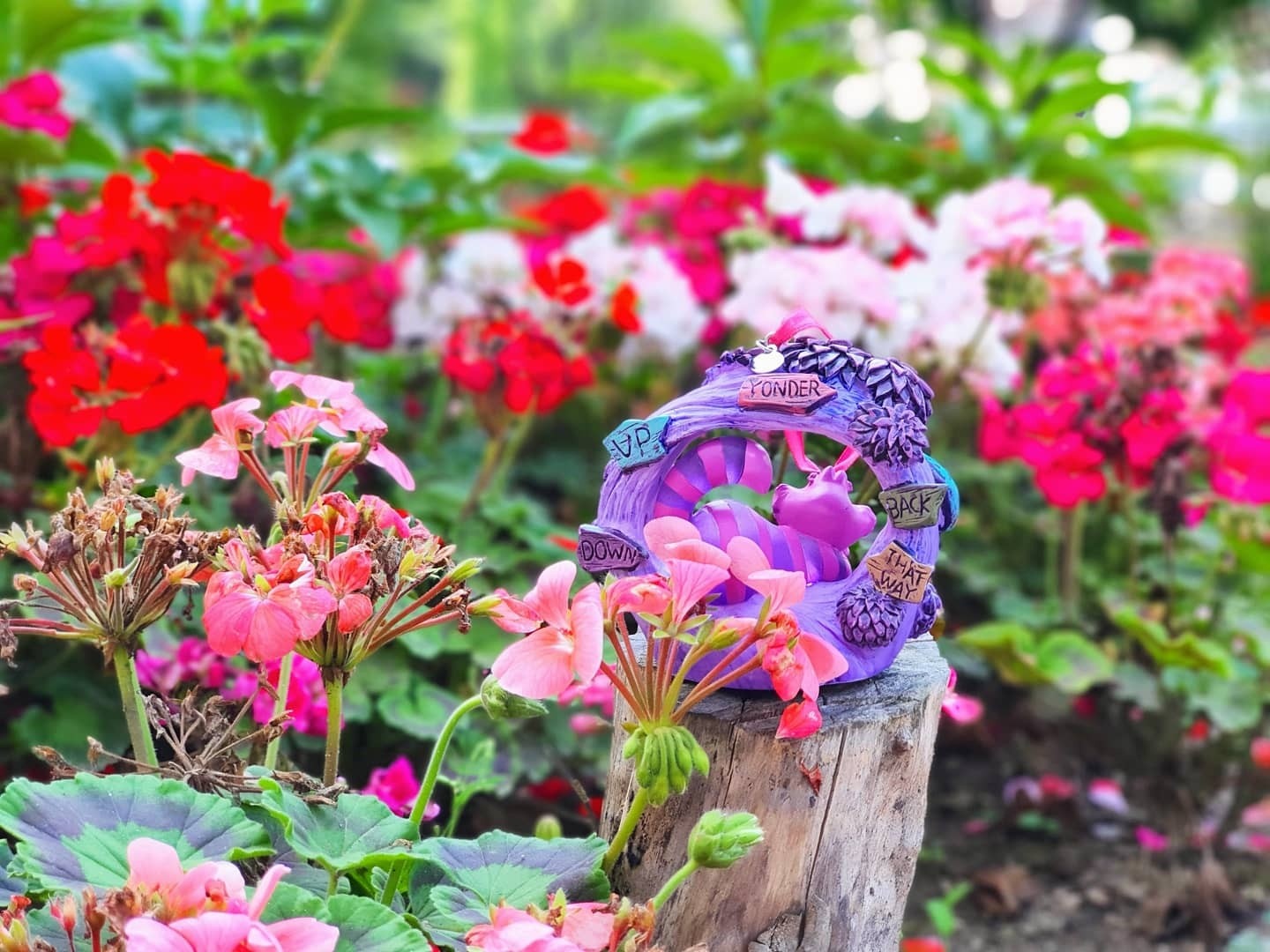 ⚘🏵🌻🌹체셔🌷🌼🌺🥀