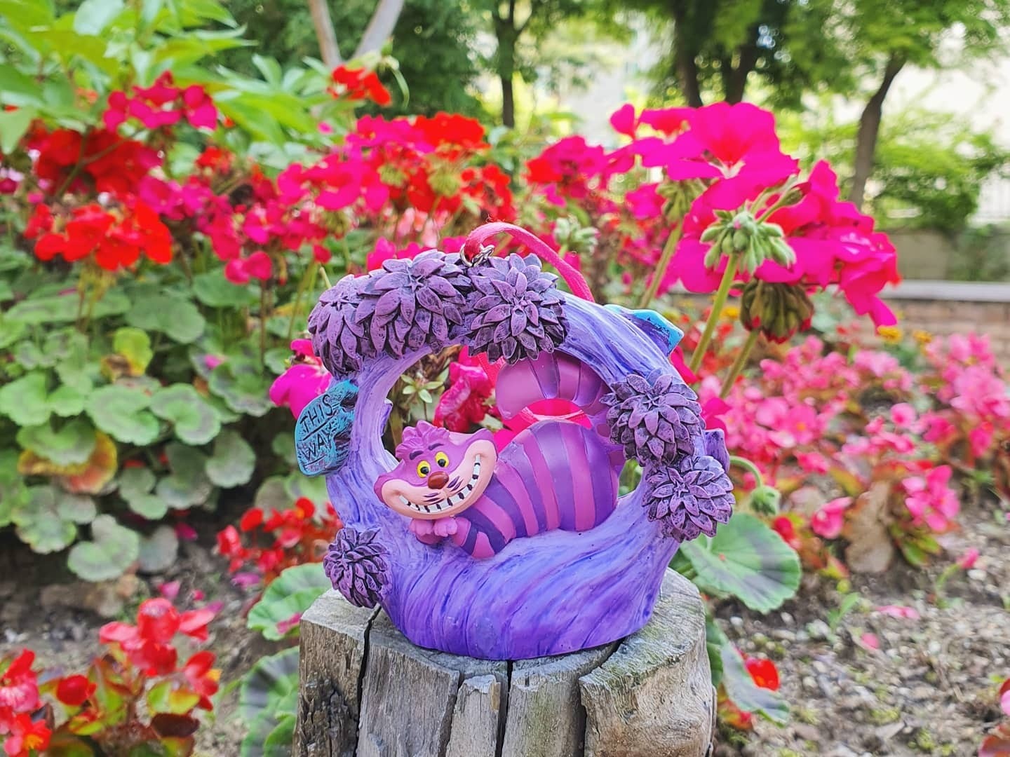 ⚘🏵🌻🌹체셔🌷🌼🌺🥀
