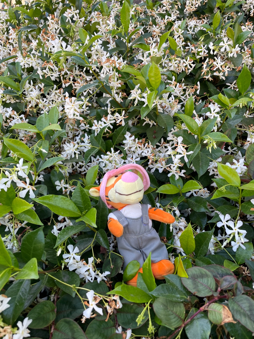 🌼