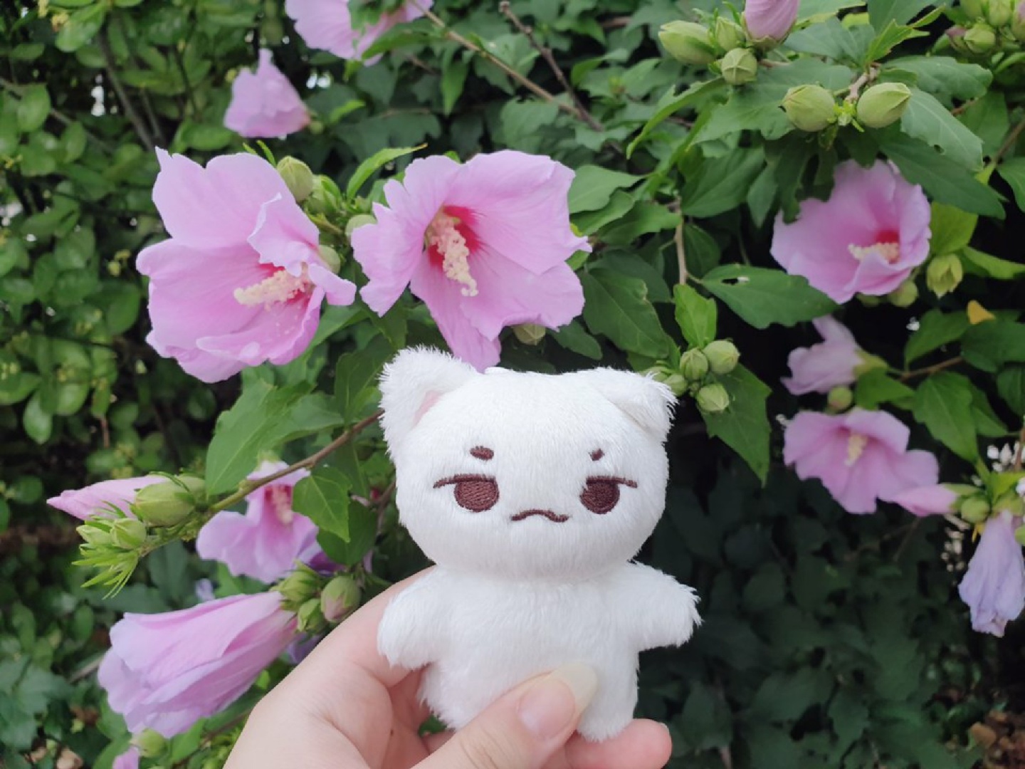 무궁화와 뾰냥이