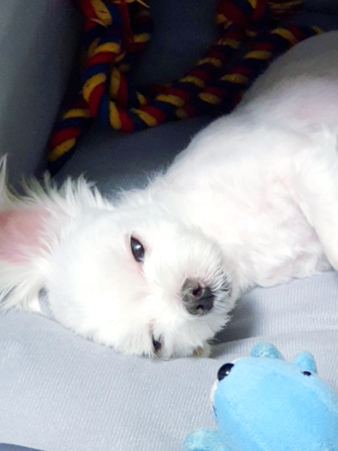 💗자다 깬 강아지🐶