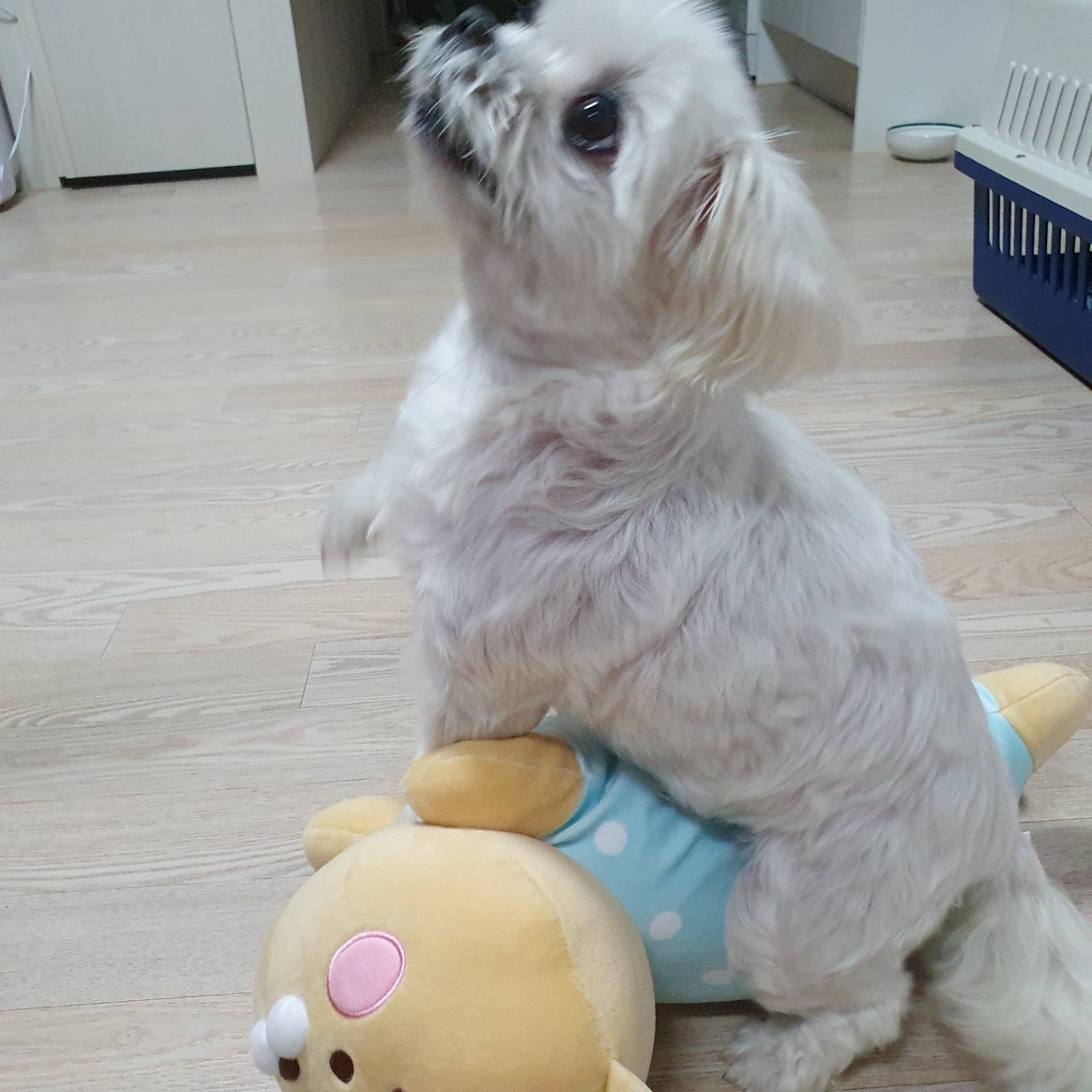 라이언 낮잠필로우😴😴