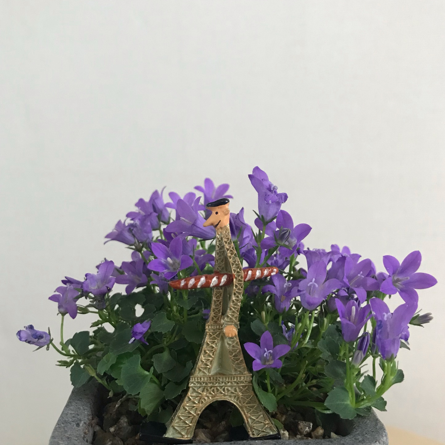 파리