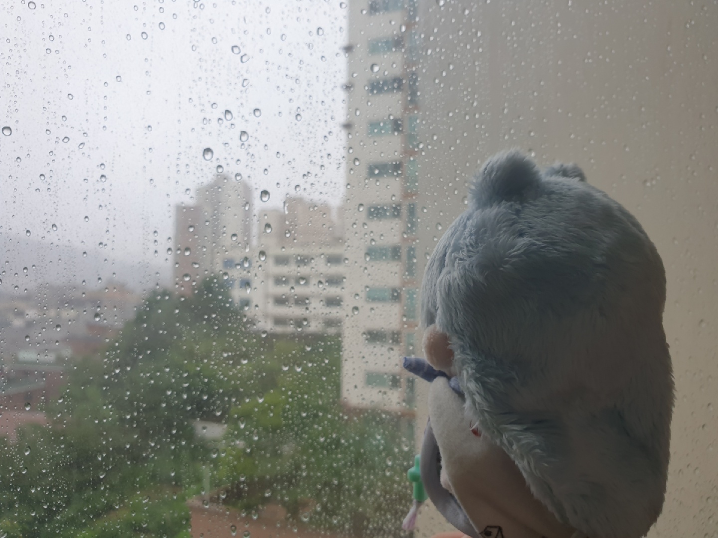 비오는 날 메리콩 🌧