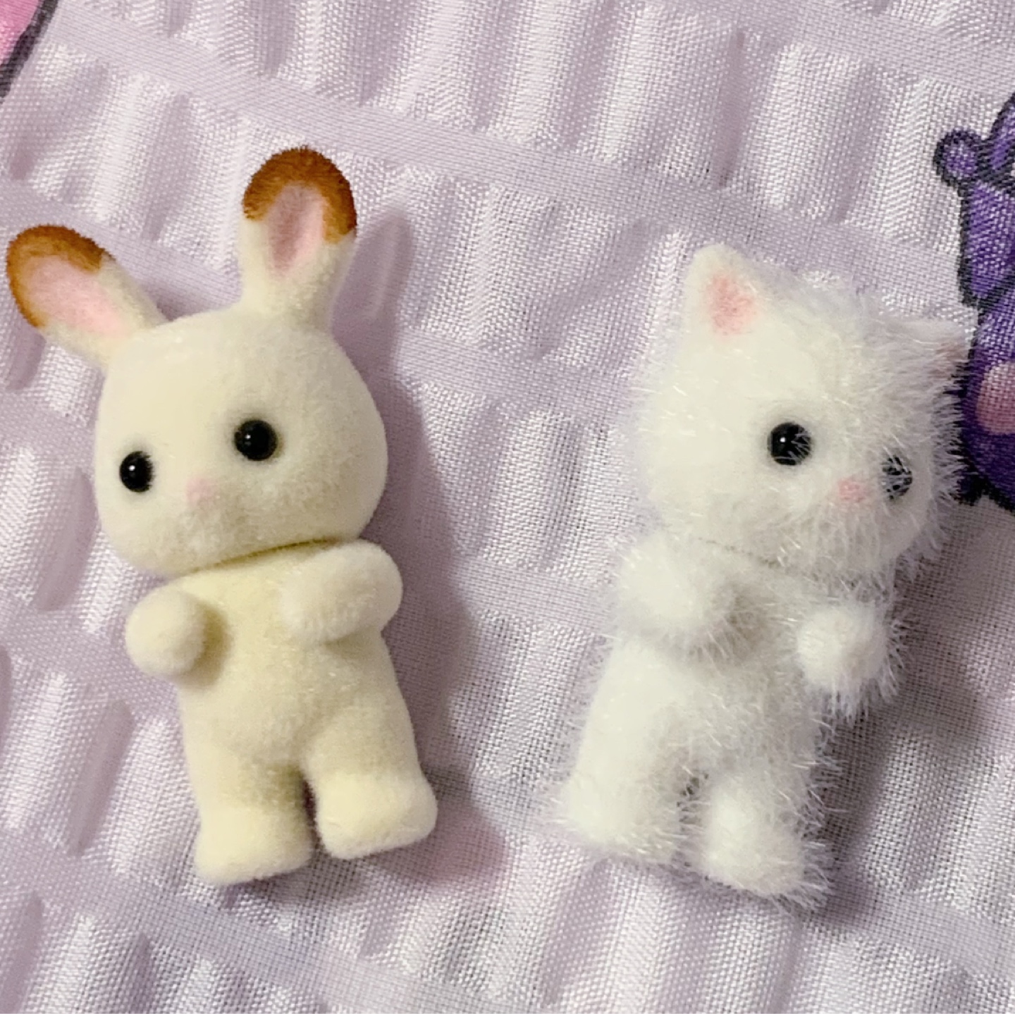 실바니안 유령토끼 고양이