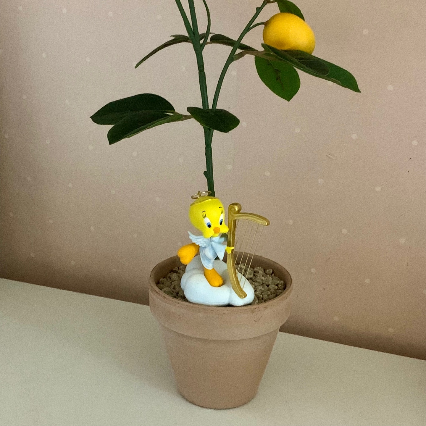 귤나무우✨