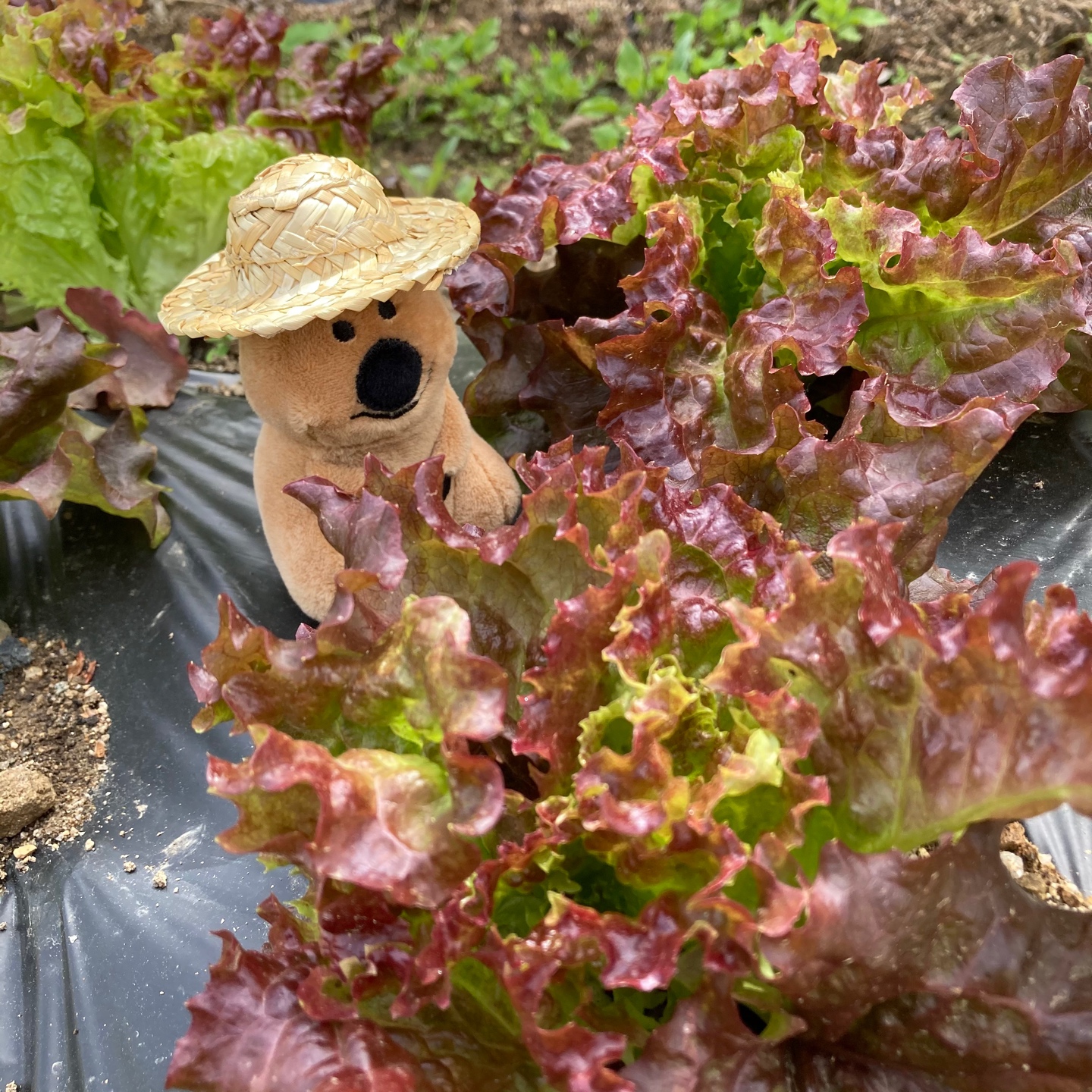 쿼카는 열일중🥬