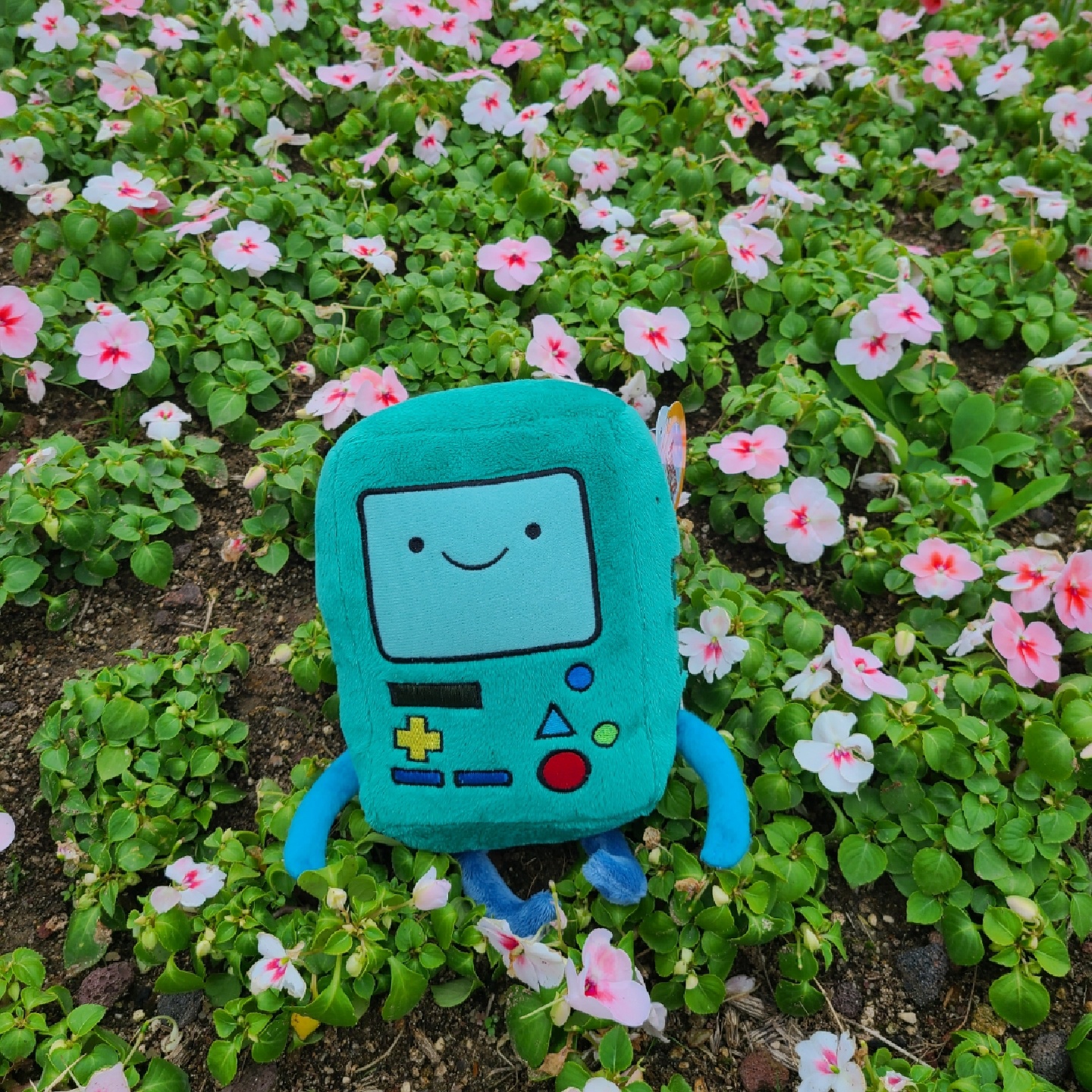 Bmo Picnic