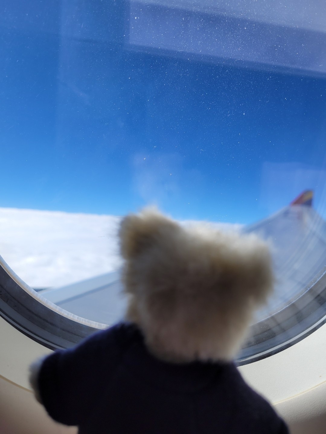 곰돌이랑 제주 여행✈