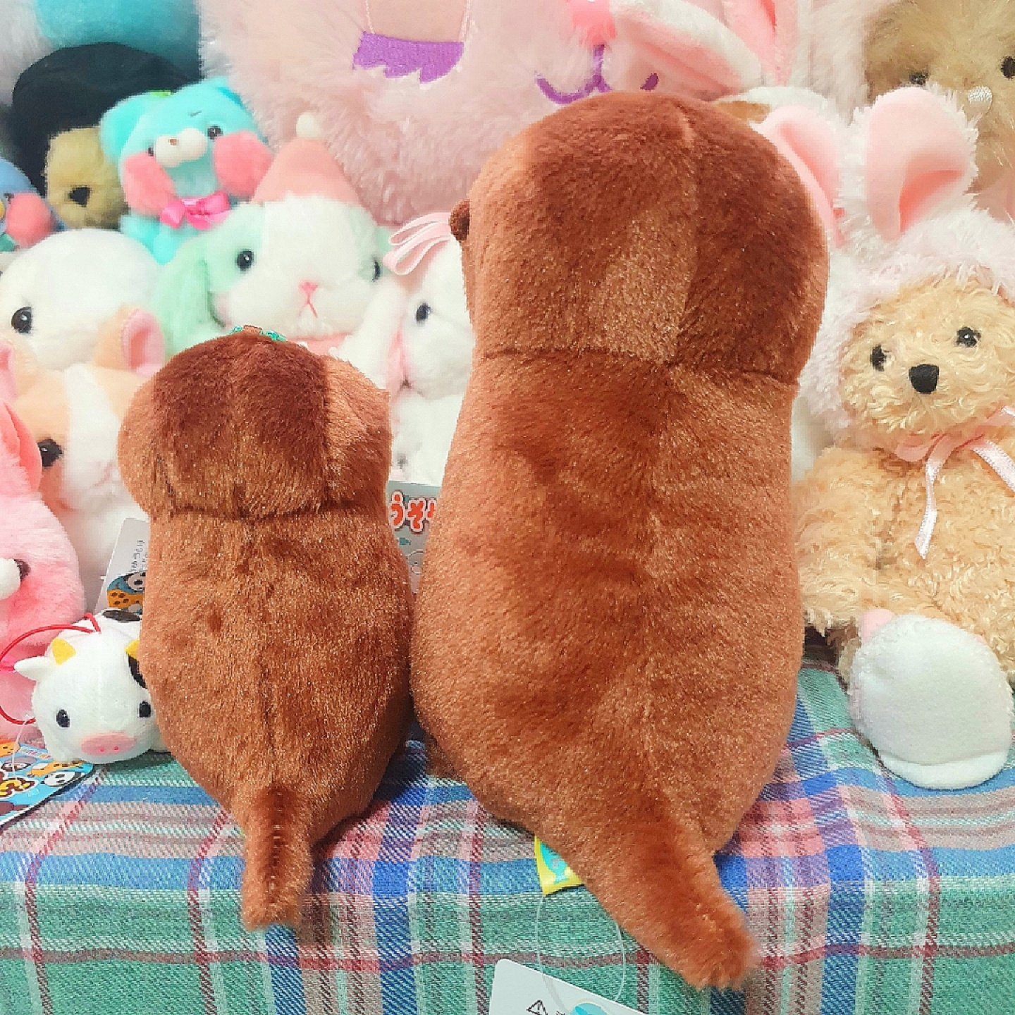 어뮤즈 인형들🤎