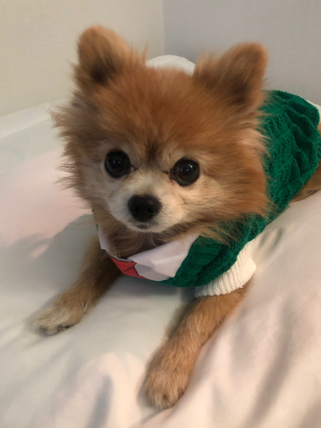 🧶 