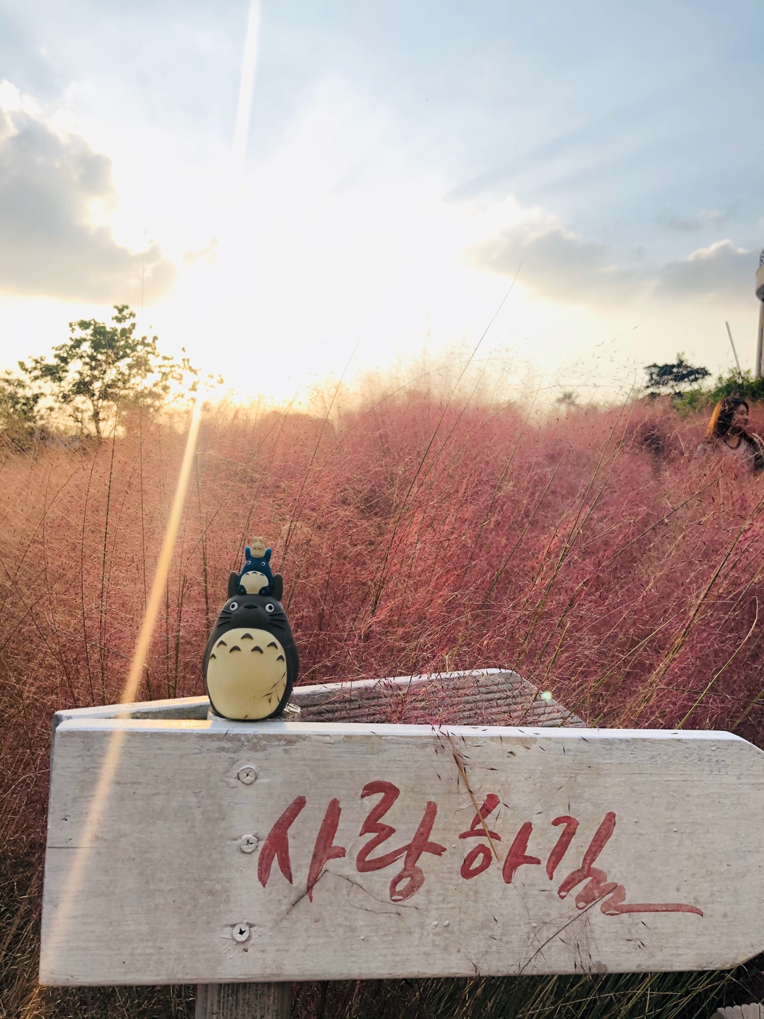 토토로와제즈더🌴