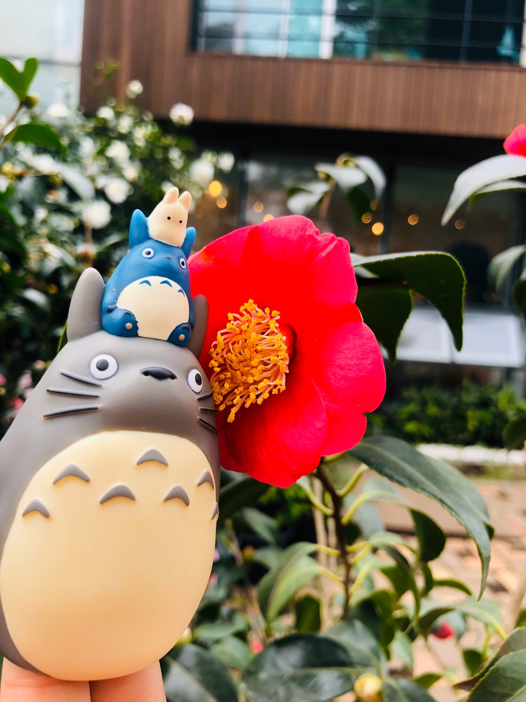 토토로와제즈더🌴