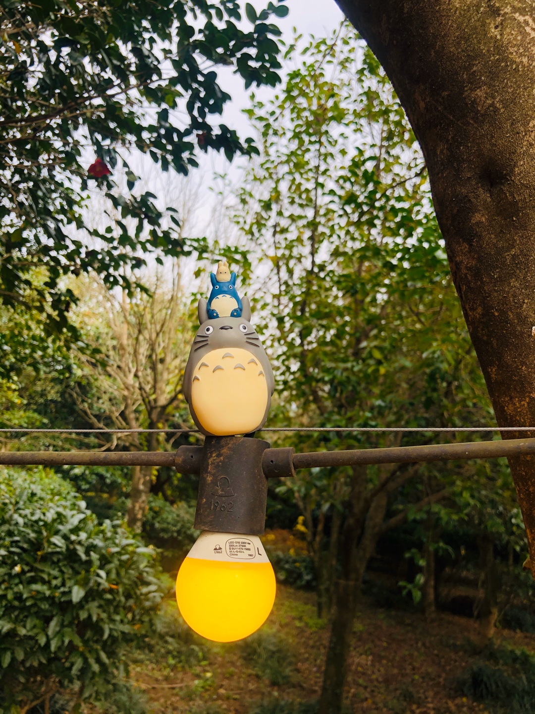 토토로와제즈더🌴