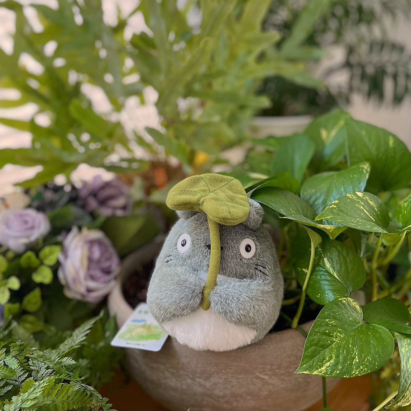 🪴토토로🌱