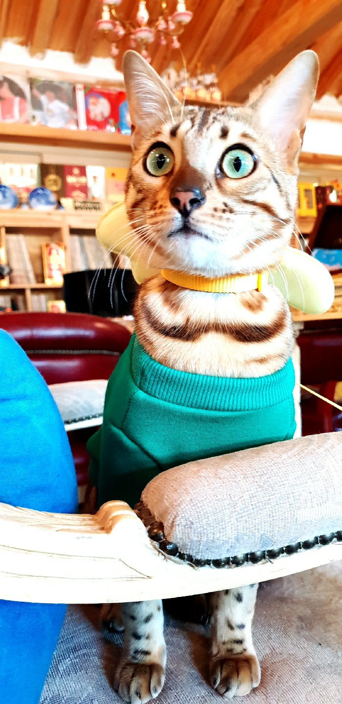 티오