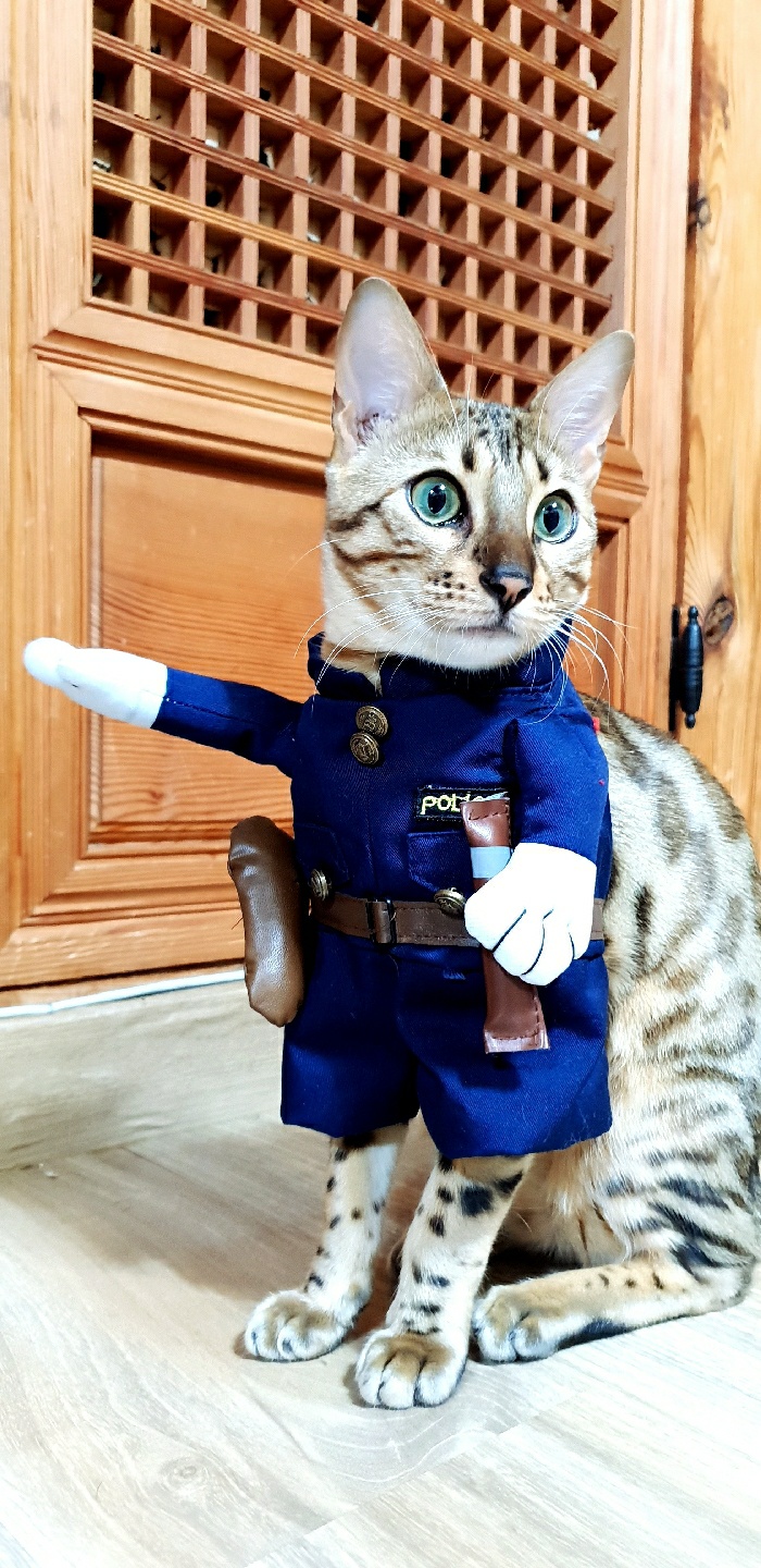 경찰의상 티오님