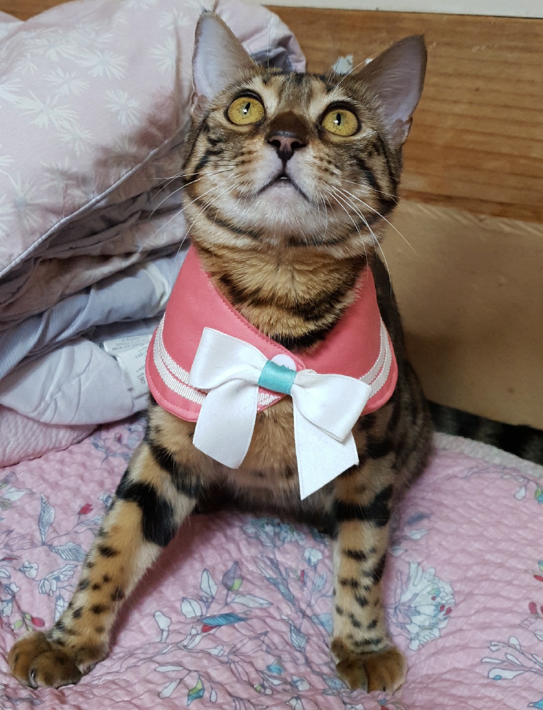 시아
