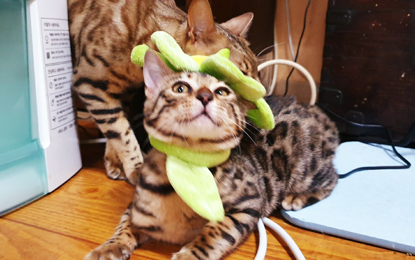 왕꽃