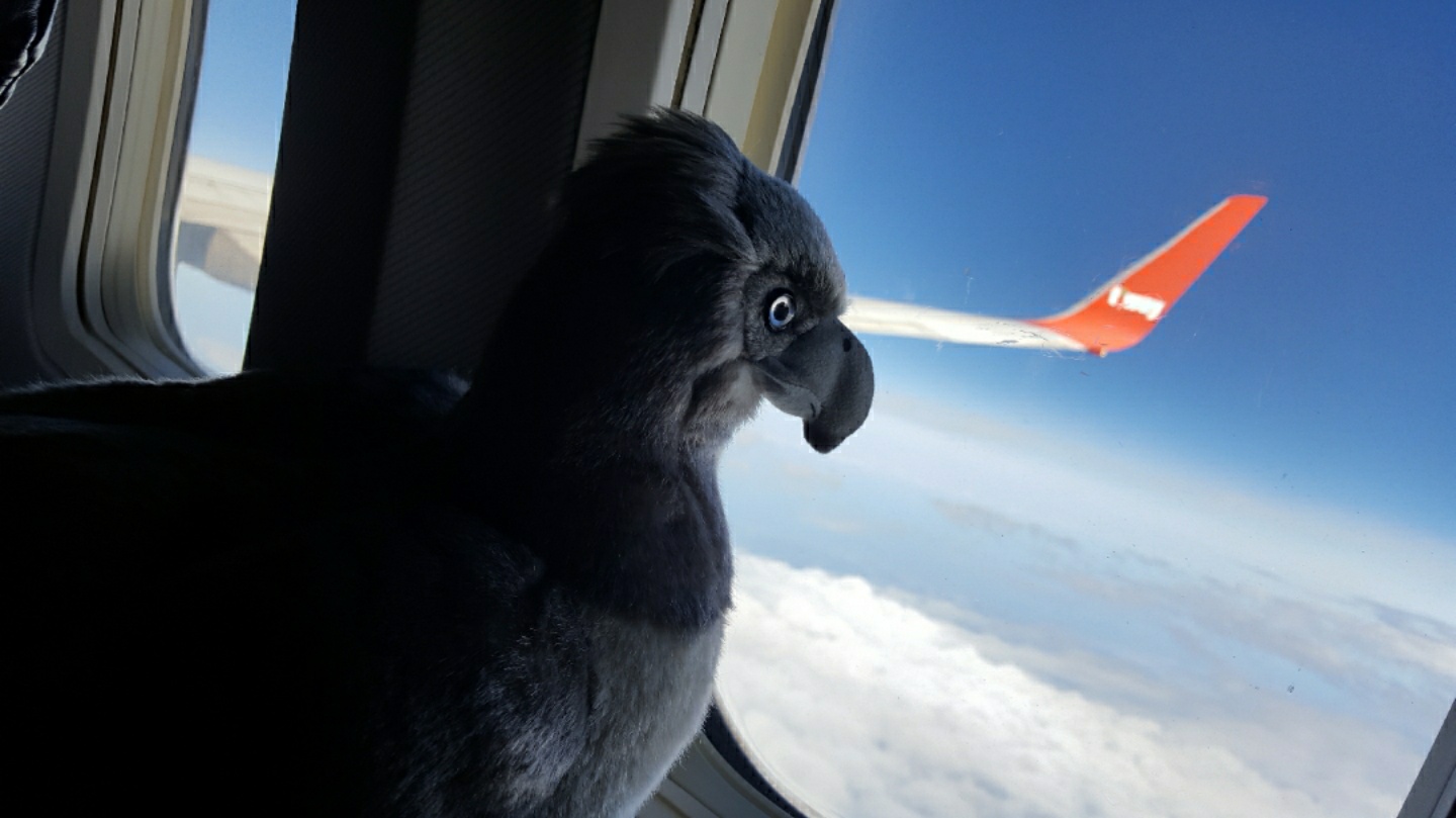 BUCKBEAK