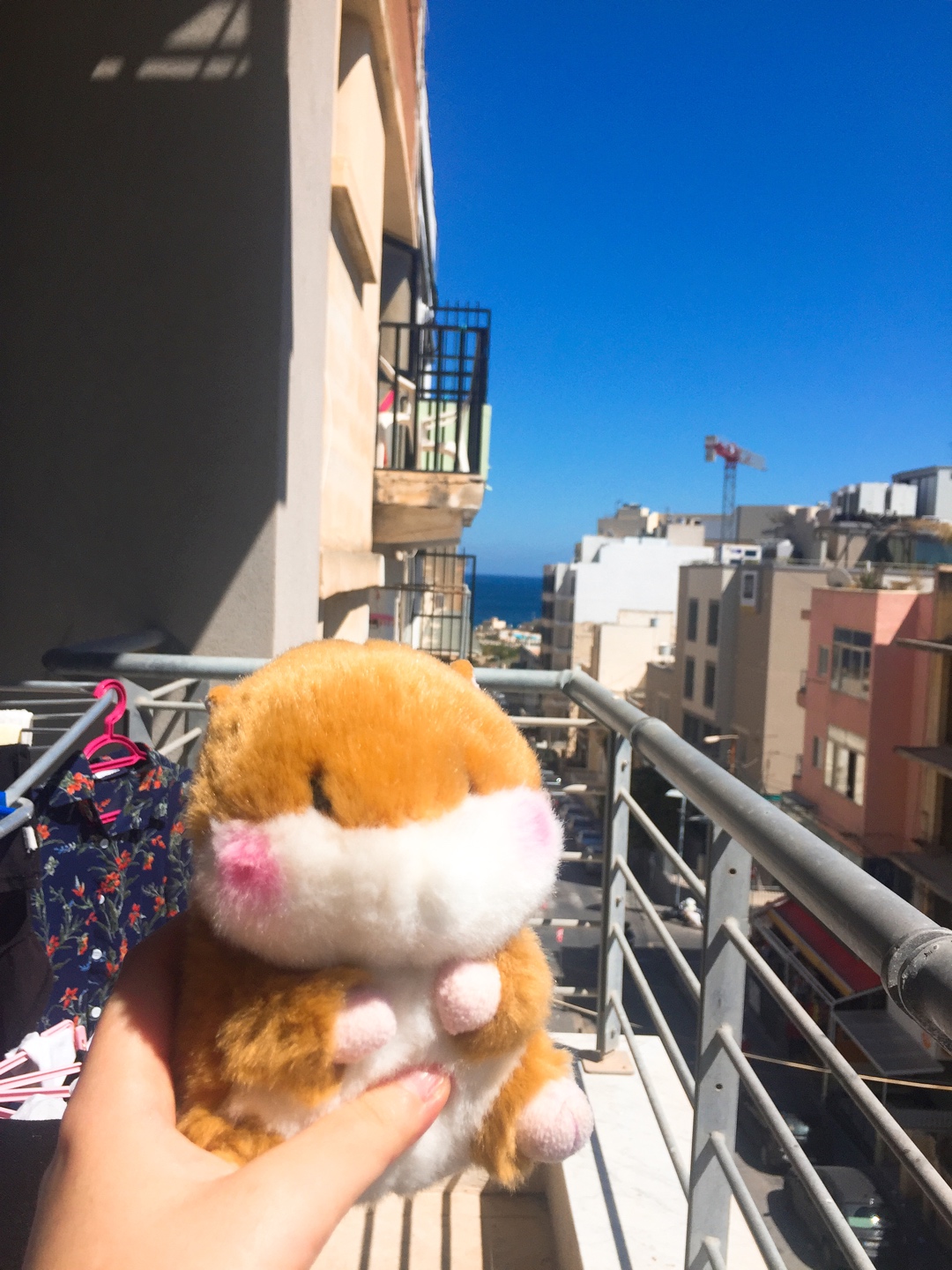 🐹안녕하새오 햄찌애오🐹
