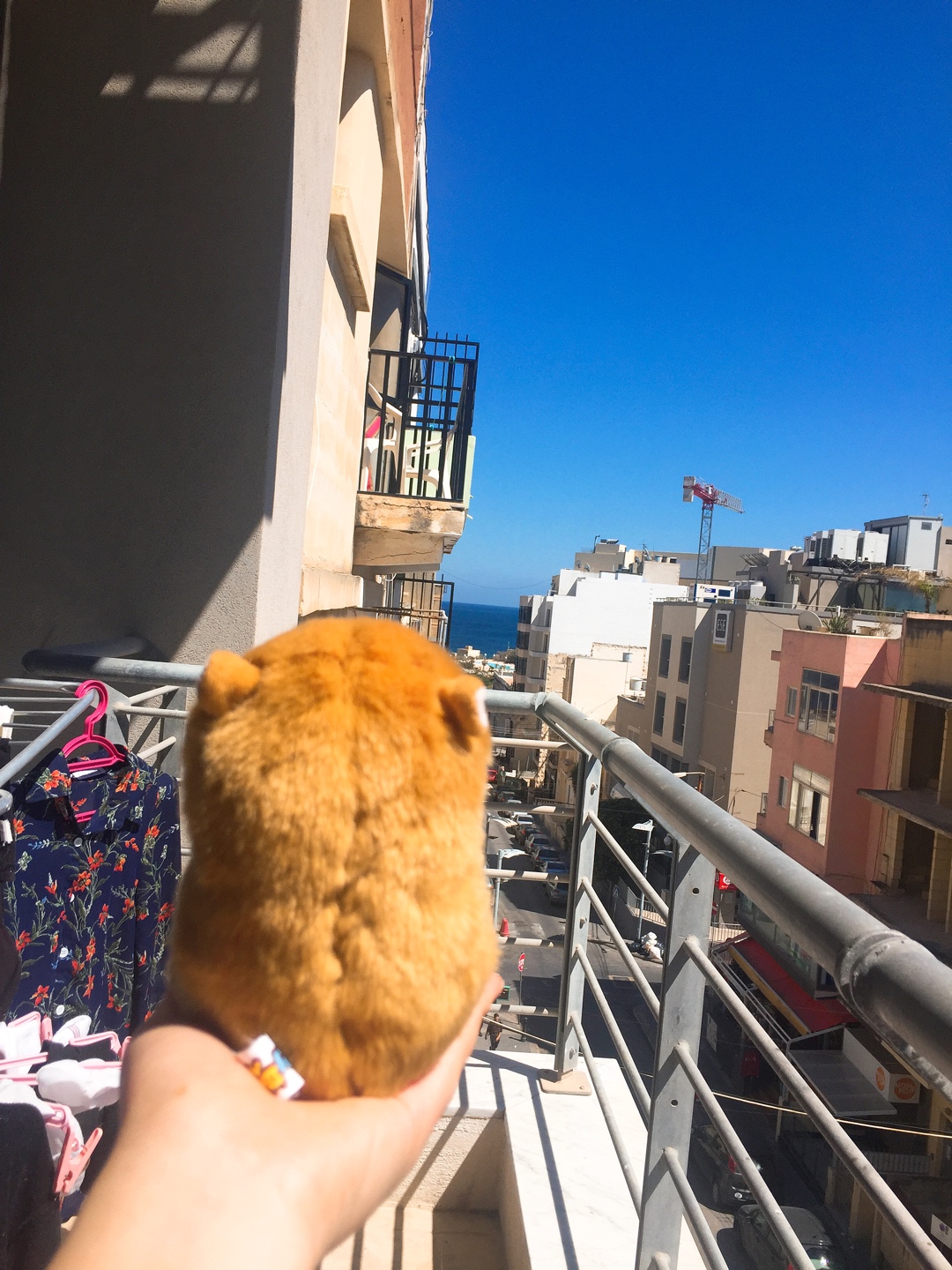 🐹안녕하새오 햄찌애오🐹
