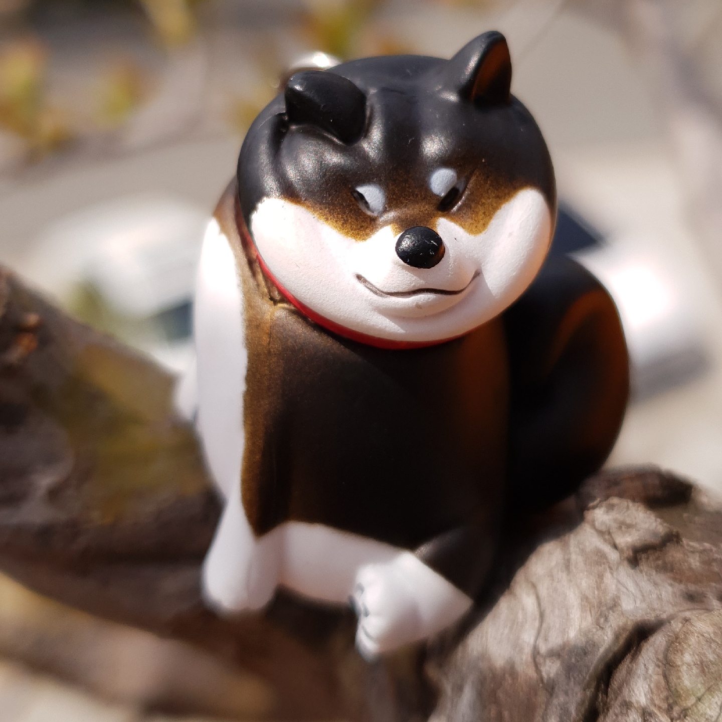 산책을 거부하는 시바견 가챠