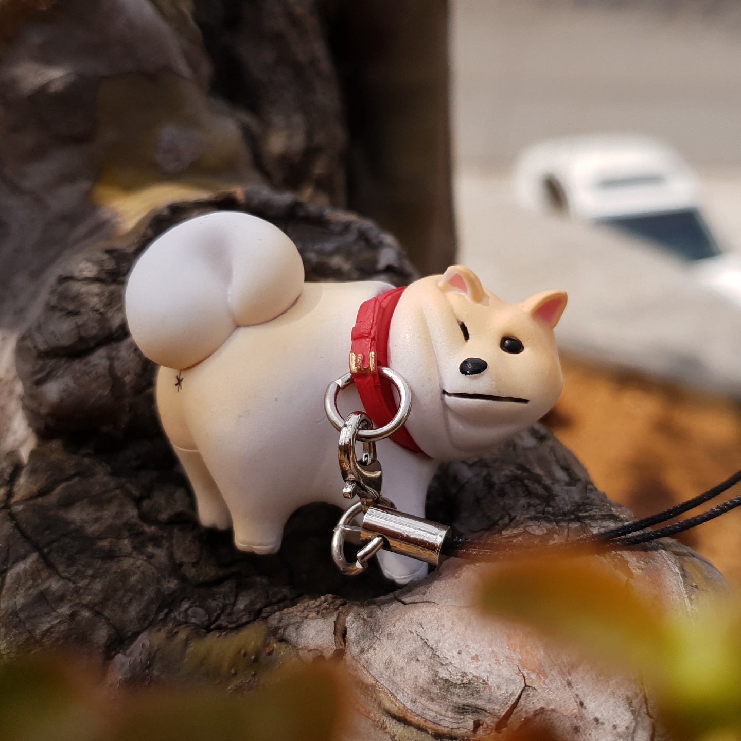 산책을 거부하는 시바견 가챠