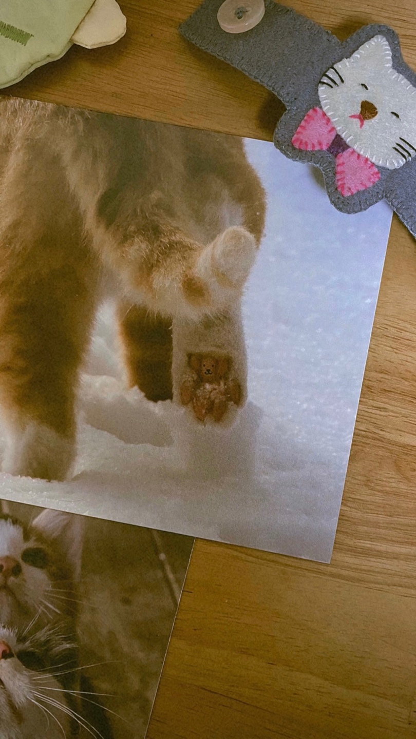 고양이 엽서