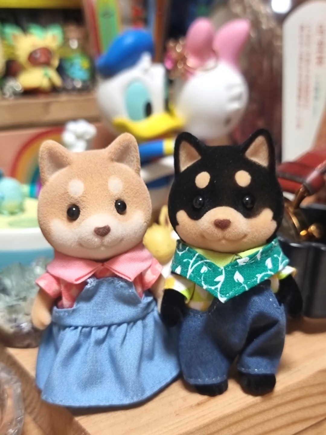 실바니안 시바견