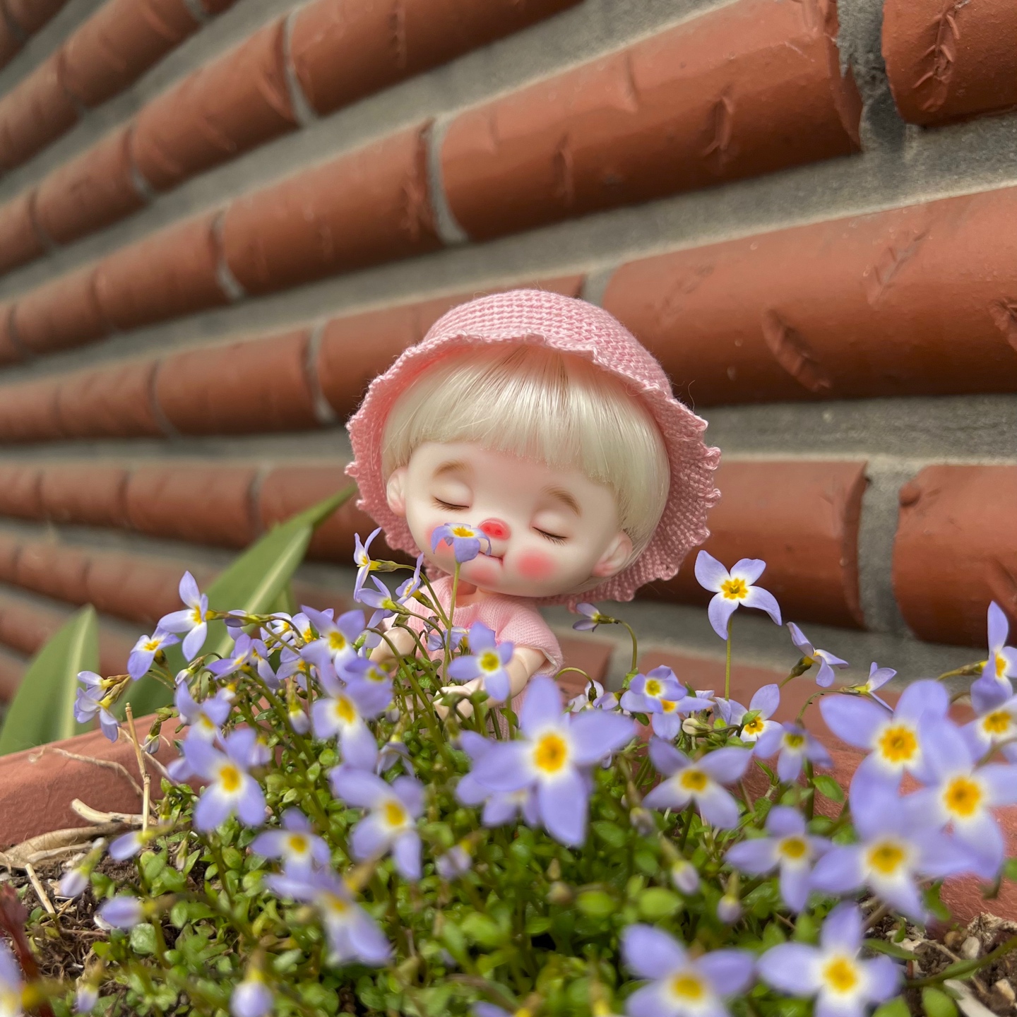 아기별꽃