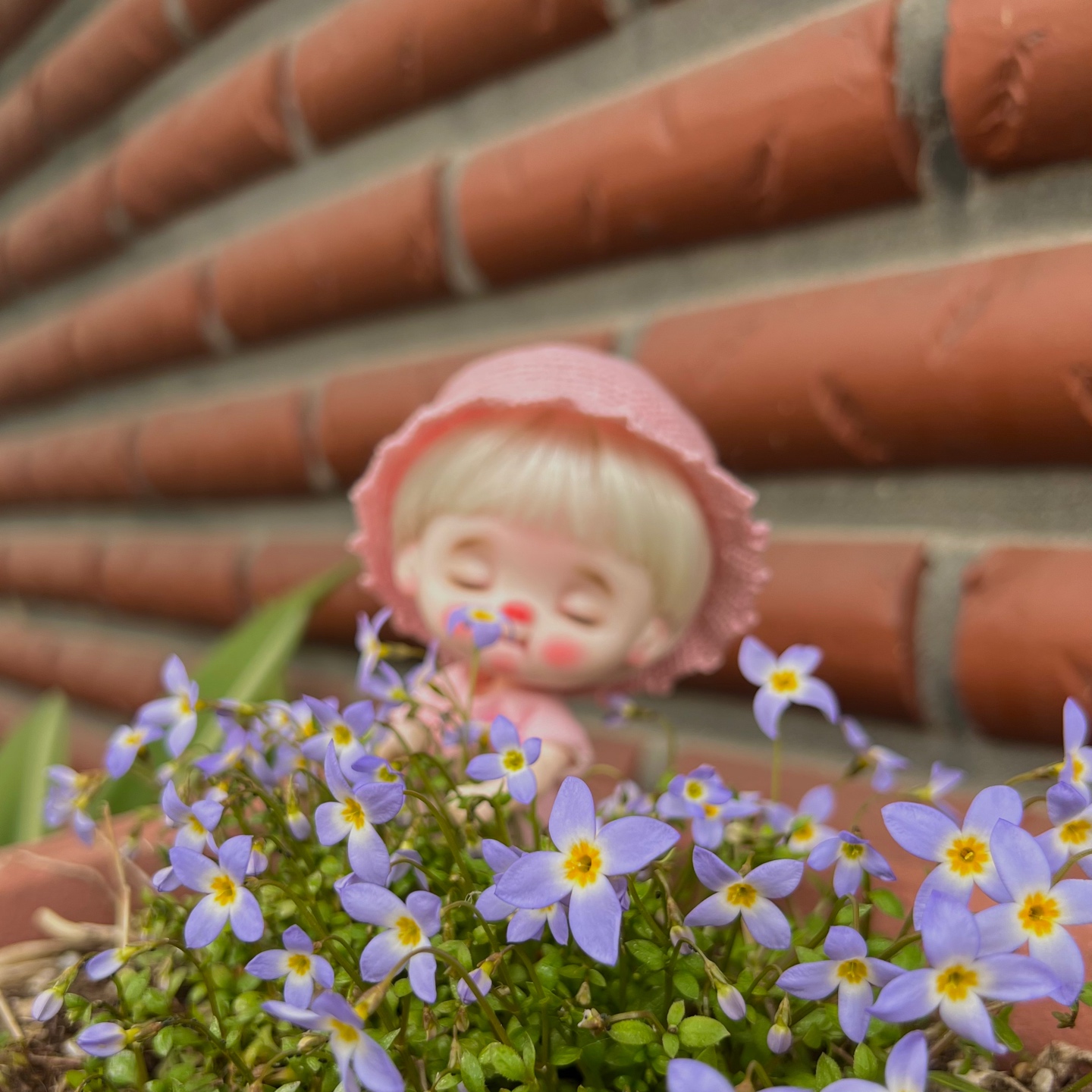 아기별꽃