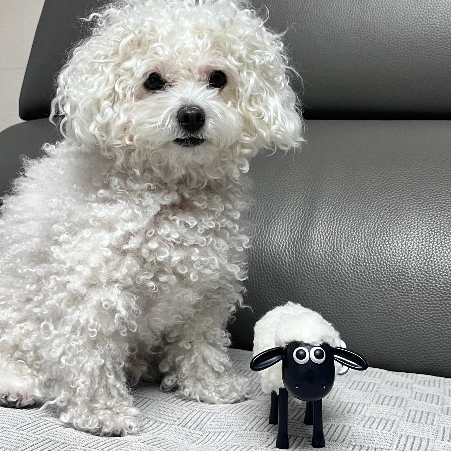 숀더쉽도 합류!🐑🖤