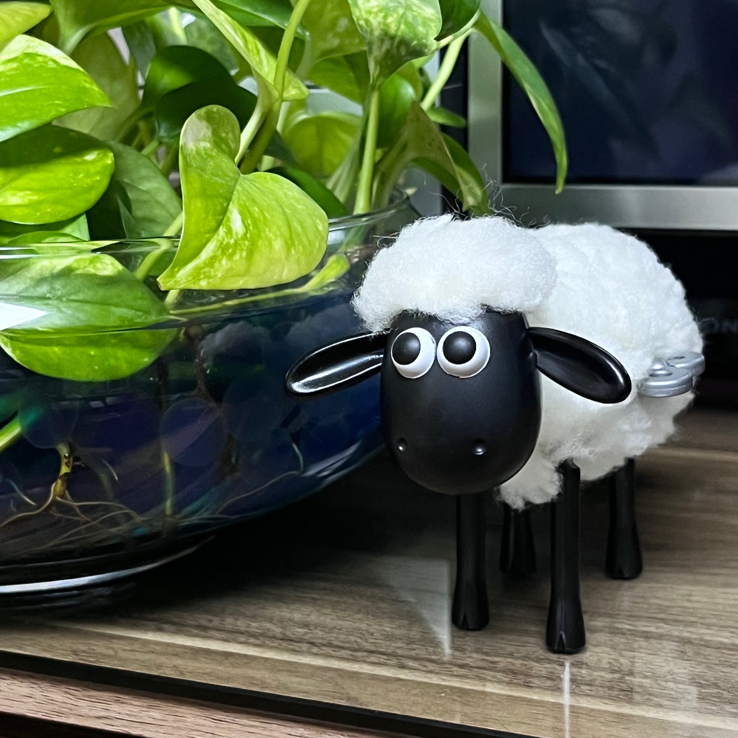 숀더쉽도 합류!🐑🖤