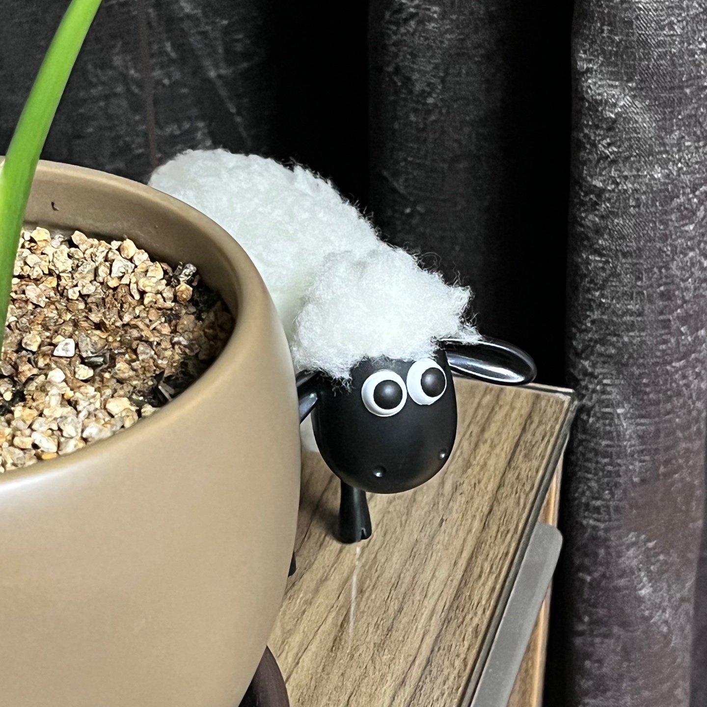 숀더쉽도 합류!🐑🖤