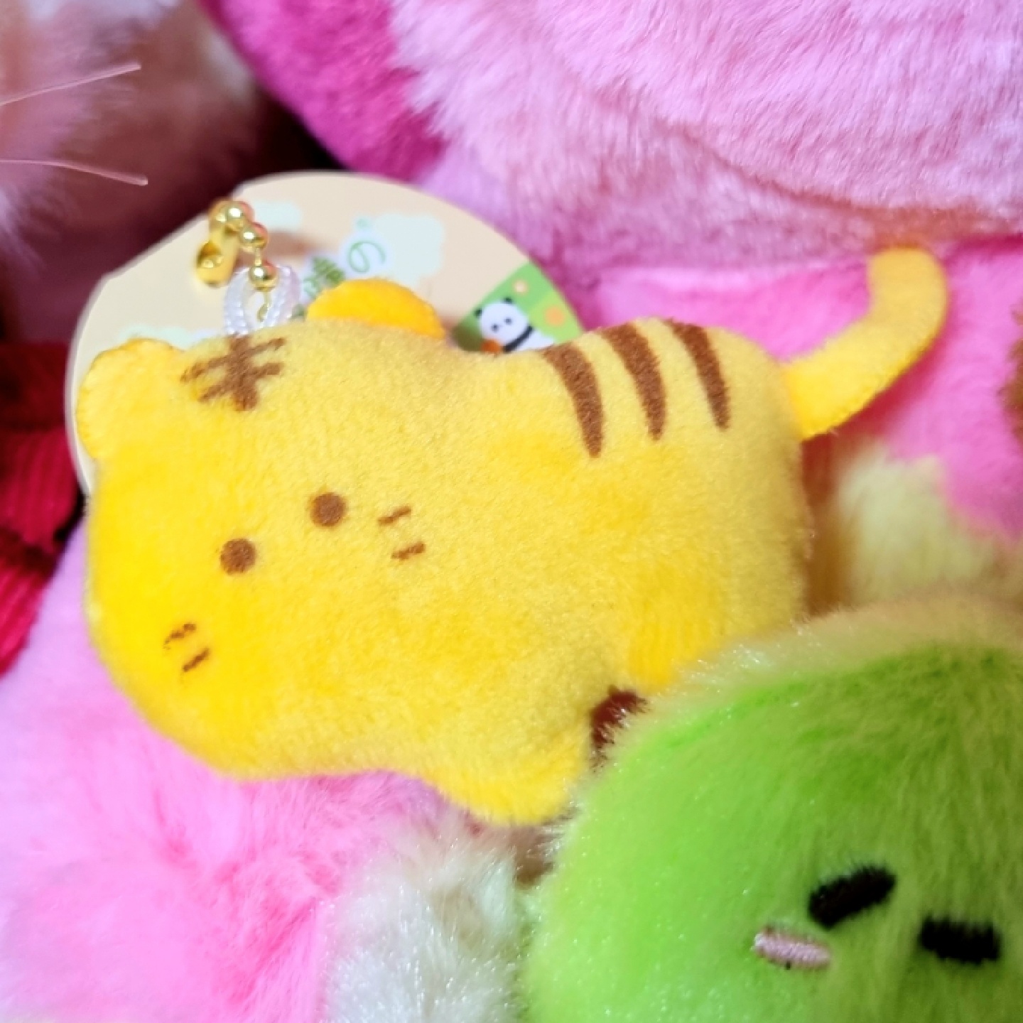 💛동그란눈의 동물원 호랑이🐯