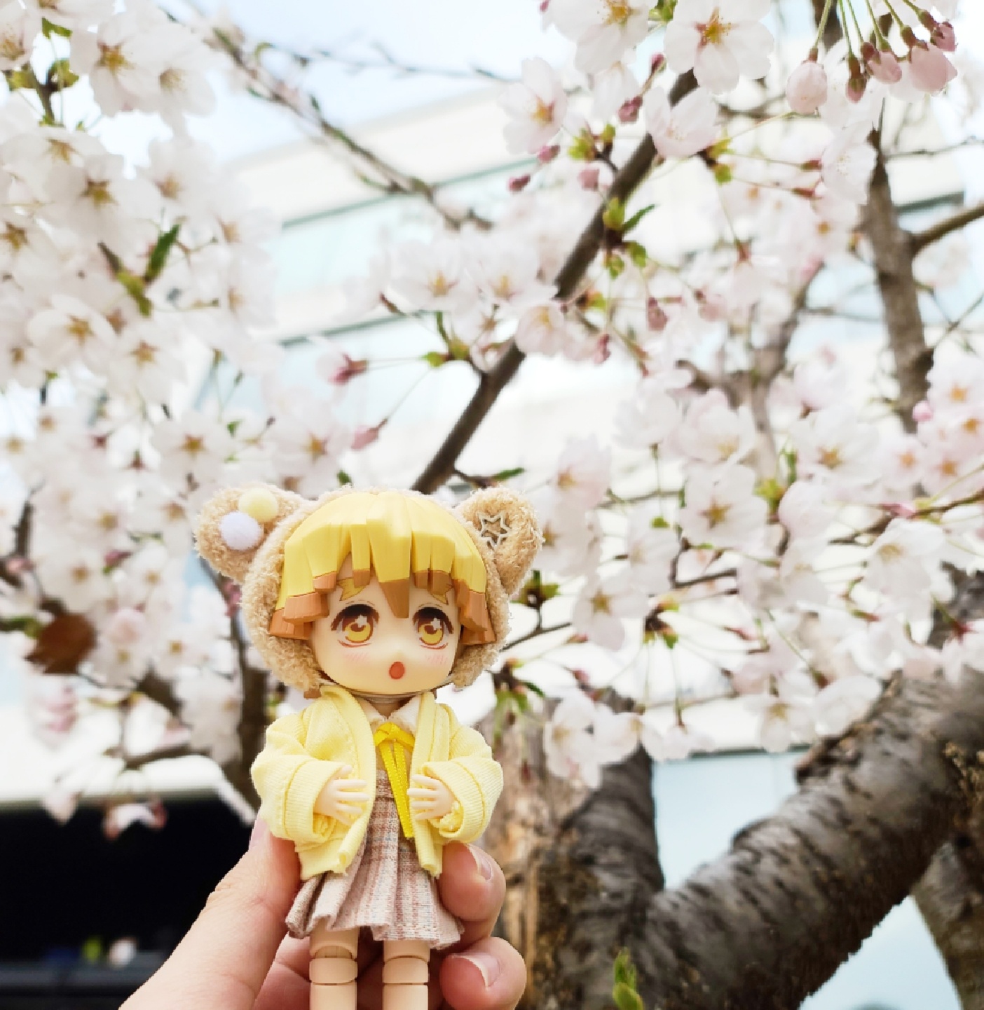 🌸벚꽃 그리고 젠이츠💛