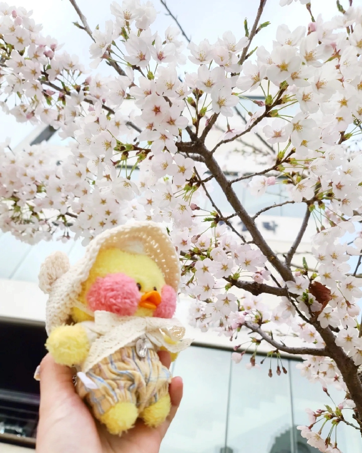 벚꽃빵덕이🌸