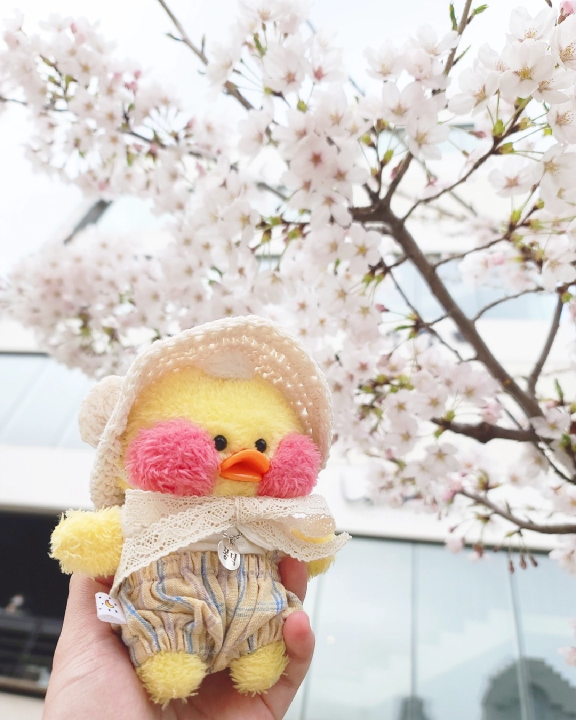 벚꽃빵덕이🌸
