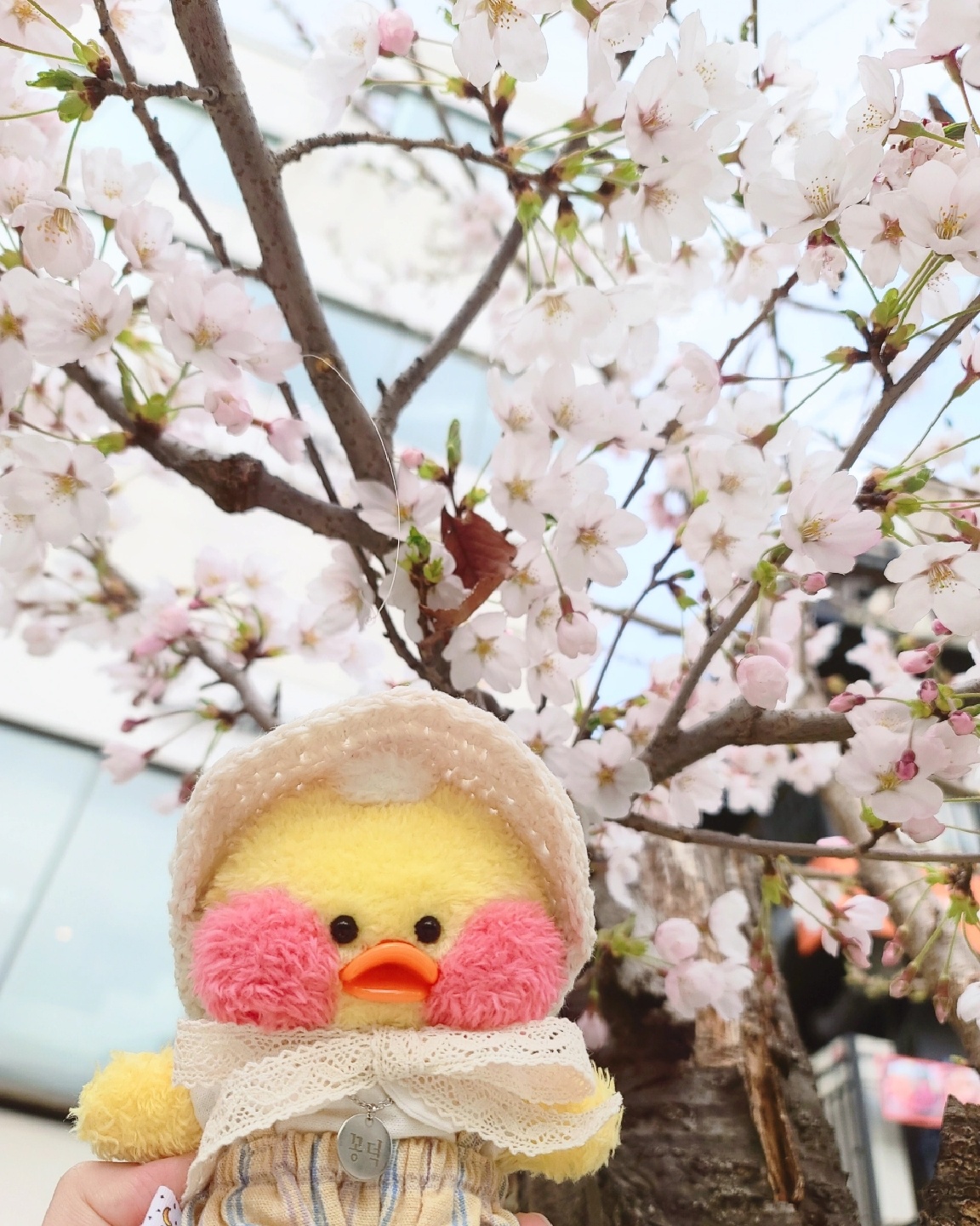 벚꽃빵덕이🌸