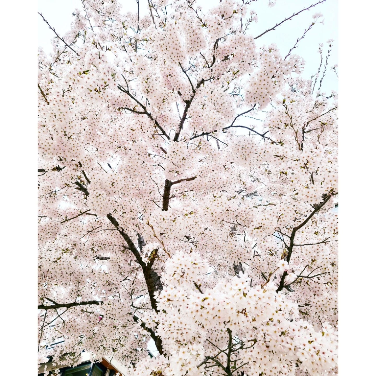 벚꽃빵덕이🌸
