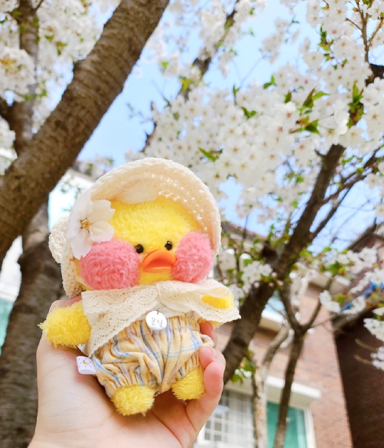 벚꽃빵덕이🌸