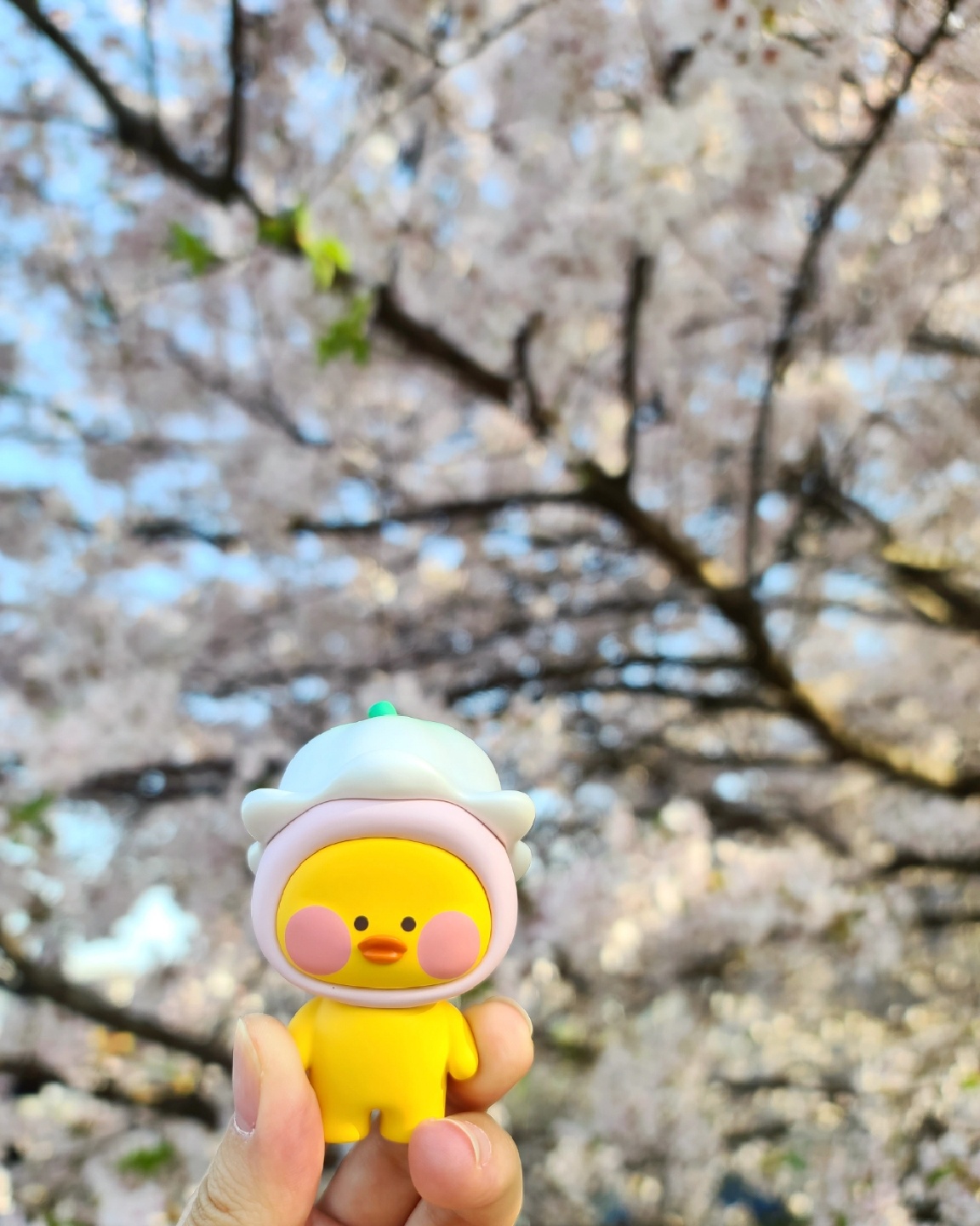 빵빵덕🌸